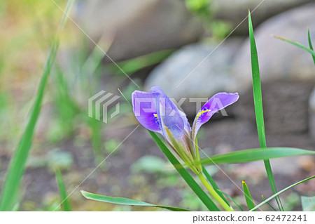 丁香kanzaki鳶尾花 62472241