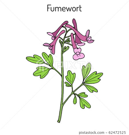 Fumewort Corydalis solida , medicinal plant Fumewort Corydalis solida , medicinal plant 62472525