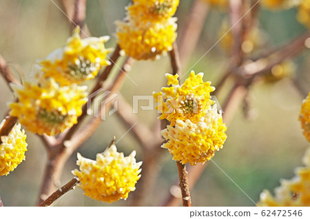 Yellow Mitsumata Flower 62472546