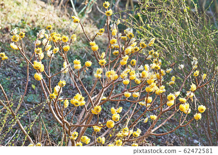 Yellow Mitsumata Flower 62472581