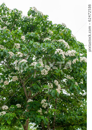 白油泡桐，五月下雪，客家泡桐季節，木油泡桐，台灣苗栗縣， 62472586