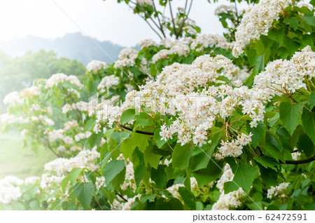 白油泡桐，五月下雪，客家泡桐季節，木油泡桐，台灣苗栗縣， 62472591
