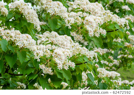 白油泡桐，五月下雪，客家泡桐季節，木油泡桐，台灣苗栗縣， 62472592