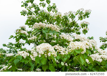 White oil paulownia, May snow, Hakka paulownia season, wood oil paulownia, Miaoli County, Taiwan, 62472593