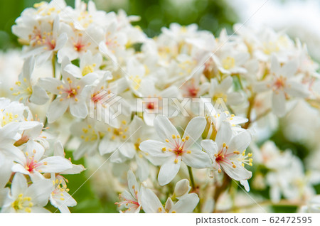 白油泡桐，五月下雪，客家泡桐季節，木油泡桐，台灣苗栗縣， 62472595