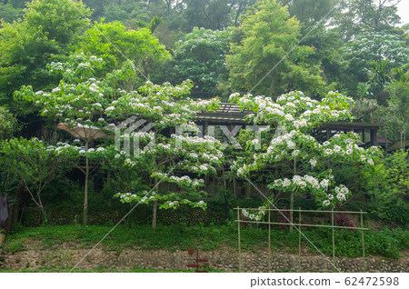 白油泡桐，五月下雪，客家泡桐季節，木油泡桐，台灣苗栗縣， 62472598
