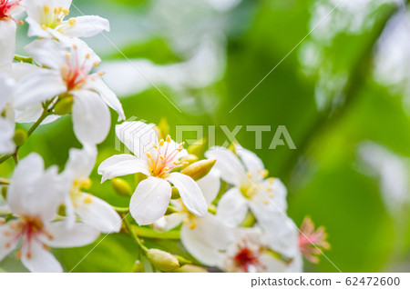 白油泡桐，五月下雪，客家泡桐季節，木油泡桐，台灣苗栗縣， 62472600