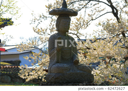 觀音寺,寺,冬宮,櫻花,吉野櫻花 觀音寺,寺,冬宮,櫻花,吉野櫻花 62472627