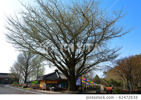 觀音寺，寺，冬宮，櫻花，吉野櫻花 62472638