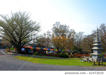觀音寺，寺，冬宮，櫻花，吉野櫻花 62472639