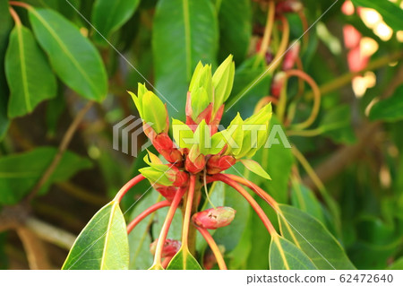 觀音寺，寺，冬宮，櫻花，吉野櫻花 62472640