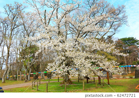 觀音寺,寺,冬宮,櫻花,吉野櫻花 觀音寺,寺,冬宮,櫻花,吉野櫻花 62472721