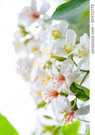 白油泡桐,五月下雪,客家泡桐季節,木油泡桐,台灣苗栗縣 白油泡桐,五月下雪,客家泡桐季節,木油泡桐,台灣苗栗縣 62472778