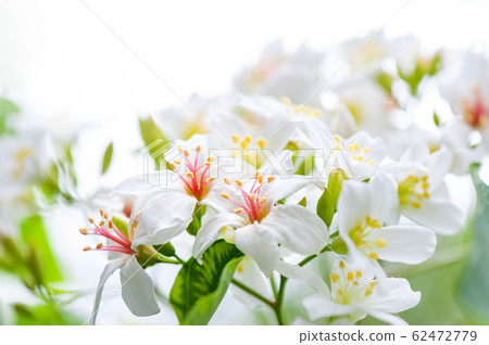 白油泡桐，五月下雪，客家泡桐季節，木油泡桐，台灣苗栗縣 62472779