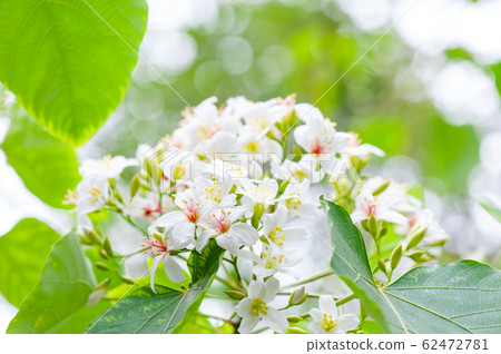 白油泡桐，五月下雪，客家泡桐季節，木油泡桐，台灣苗栗縣 62472781