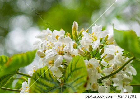 白油泡桐，五月下雪，客家泡桐季節，木油泡桐，台灣苗栗縣 62472791