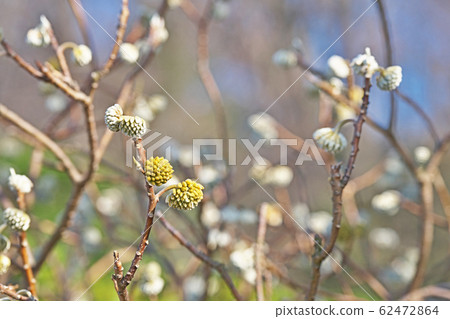 Yellow Mitsumata Flower Yellow Mitsumata Flower 62472864