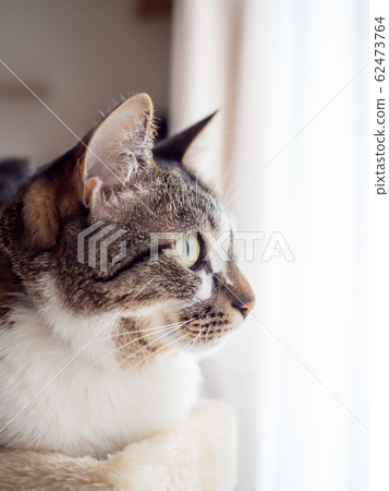 A cat looking out of the cat tower 62473764