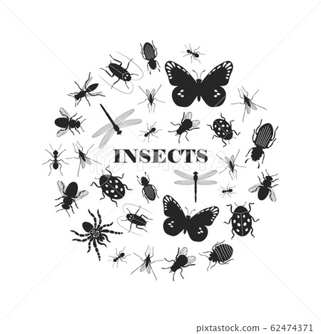 Black insect silhouettes 62474371