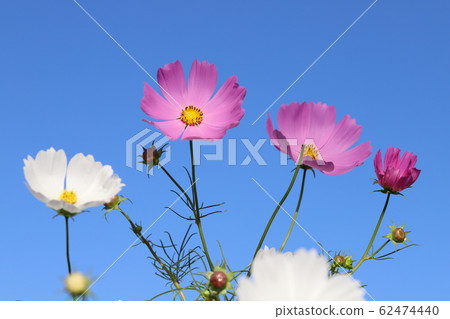 Cosmos flowers shining in the blue sky Cosmos flowers shining in the blue sky 62474440