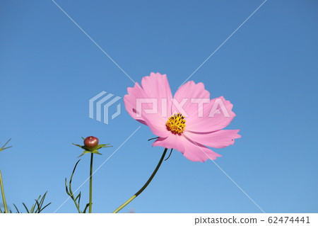 Cosmos flowers shining in the blue sky Cosmos flowers shining in the blue sky 62474441