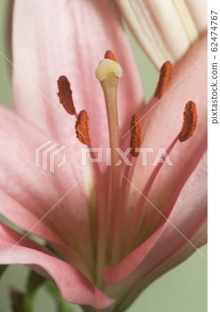 Pink lily flower ower green Pink lily flower ower green 62474767