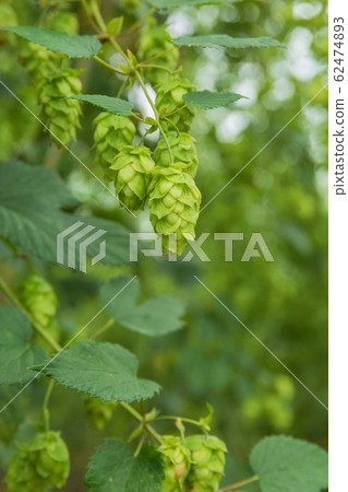 岩手縣遠野市_Hop圖像 62474893