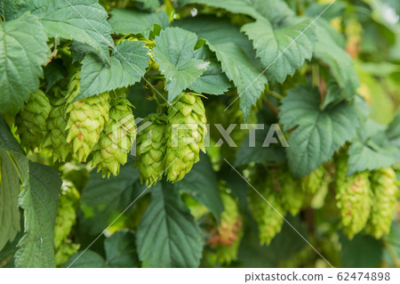 Tono-shi, Iwate_Hop image 62474898