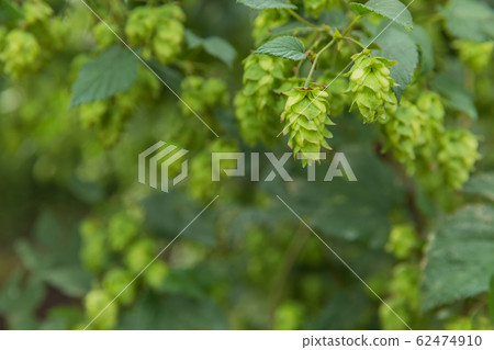 Tono-shi, Iwate_Hop image 62474910