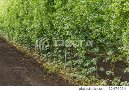 Tono-shi, Iwate_Hop image 62474914