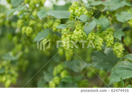 Tono-shi, Iwate_Hop image Tono-shi, Iwate_Hop image 62474916