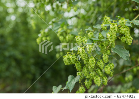 Tono-shi, Iwate_Hop image 62474922