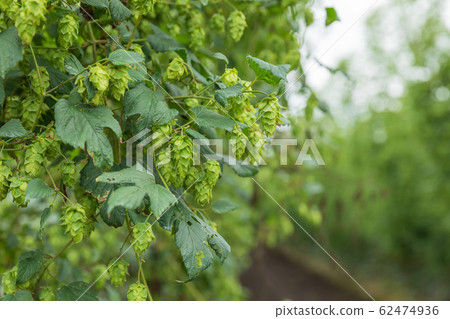 Tono-shi, Iwate_Hop image 62474936