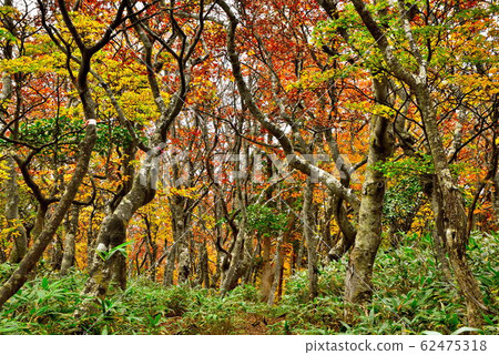 腮紅山 腮紅山 62475318