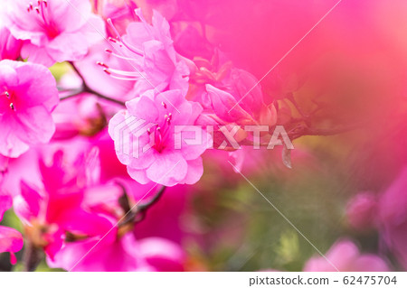 “花/植物”杜鵑花 “花/植物”杜鵑花 62475704