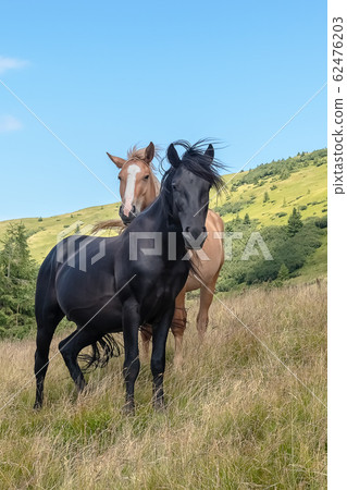 Horses on walking in the mountains on a meadow in warm summer day. Natural background Horses on walking in the mountains on a meadow in warm summer day. Natural background 62476203
