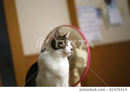 A cat staring at you 62476414