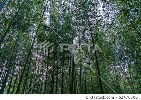 Sagano Bamboo Forest Ukyo-ku, Kyoto Sagano Bamboo Forest Ukyo-ku, Kyoto 62476500