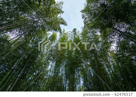 京都宇京區峨野竹林 62476517