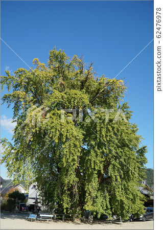[備後國一宮]吉備津神社的大銀杏1廣島縣福山市 62476978