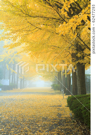 銀杏南木葉山 銀杏南木葉山 62477293