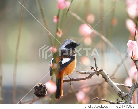 Squirrel, male, weeping plum 62477393