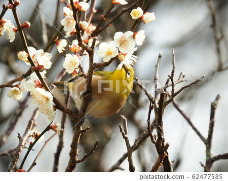 Mejiro /椿椿 62477585