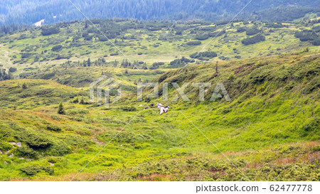 Highlands where a flock of sheep grazes. Sheep 62477778