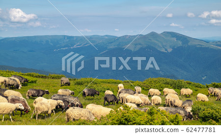 Sheep graze in the mountains. Traditional economy 62477781