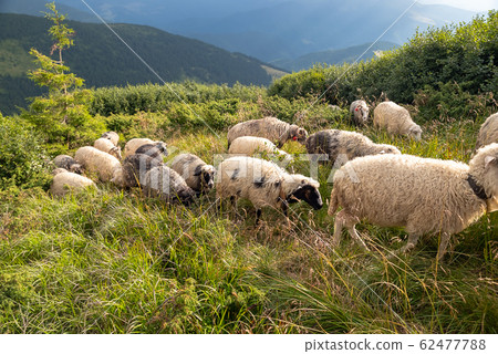 Sheep graze in the mountains. Traditional economy 62477788