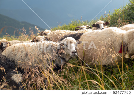 Sheep graze in the mountains. Traditional economy 62477790