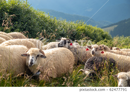 Sheep graze in the mountains. Traditional economy 62477791