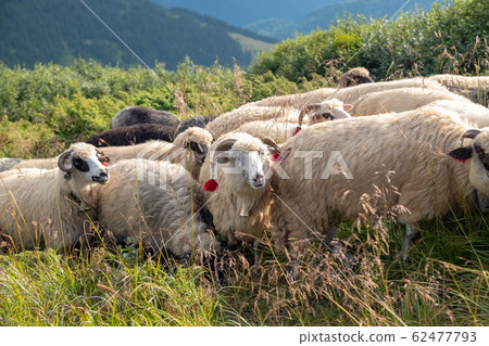 Sheep graze in the mountains. Traditional economy 62477793