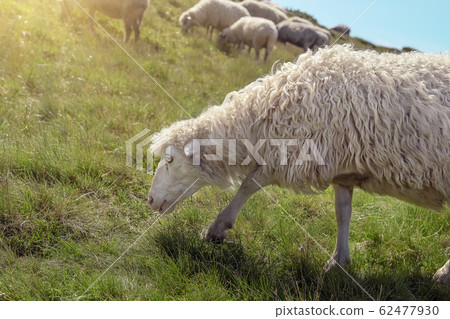 Sheep graze in the mountains. Traditional economy 62477930